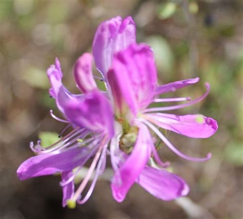 Rhodora Flower Definition | Best Flower Site