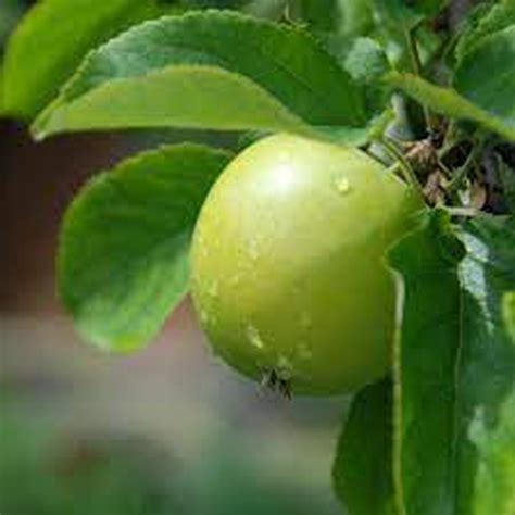 Manzanos Granny Smith verde brillante acida Plantas y Árboles Frutales