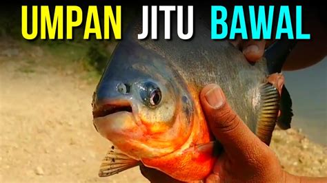 Umpan Ikan Bawal Paling Jitu Dan Ampuh YouTube