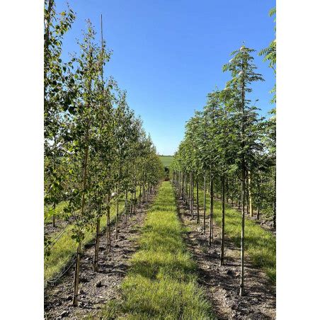 Sorbus Aucuparia Sheerwater Seedling Sorbier Des Oiseaux Sheerwater