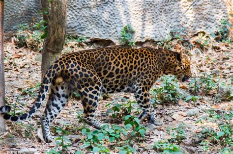 Leopard in the Nature Habitat Stock Photo - Image of face, jungle: 96570624