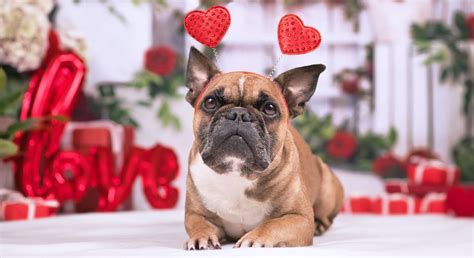 10 Ways to Celebrate Your Dog on Valentine's Day