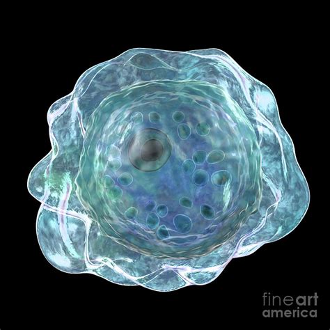 Cyst Of Balamuthia Amoeba Photograph By Kateryna Konscience Photo Library Pixels