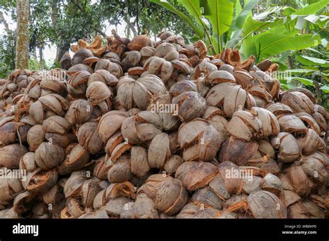 Peeled Dried Coconut Husk Manual Work Of Balinese Workers In Indonesia