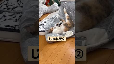 ネコと遊んでみました Shorts ねこ 保護猫 かわいい猫 天ちゃん おもちゃ遊び 猫じゃらし 動物（犬・猫 他色々