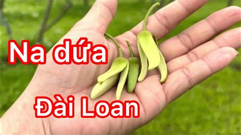 Cắt Trọc Na Dứa Đài Loan Sau Một Tháng Những đều Cần Lưu ý Youtube