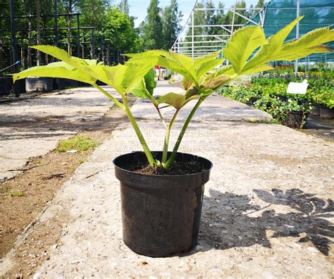 Дудник гигантский 🌿 по низкой цене купить саженцы в питомнике растений ...