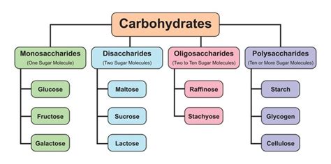 Carbohydrates Structure: Over 2,581 Royalty-Free Licensable Stock Illustrations & Drawings ...