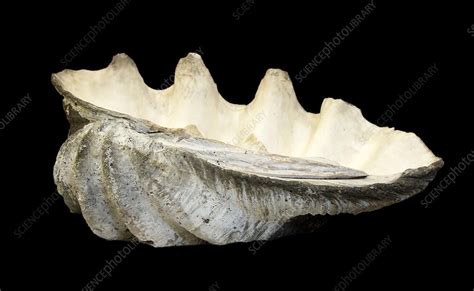 Tridacna Gigas Giant Clam Shell Stock Image C0265460 Science