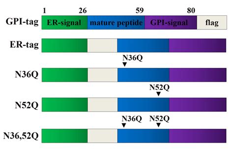 Glycosylation Modulates Plasma Membrane Trafficking Of Cd24 In Breast