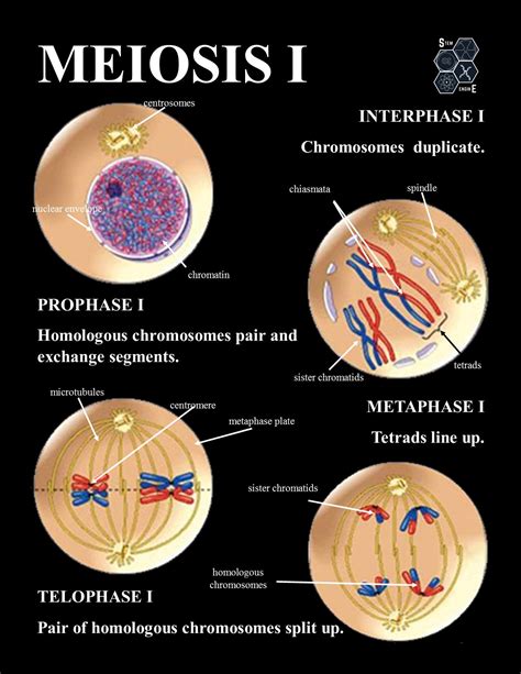 Mitosis Interphase Stages