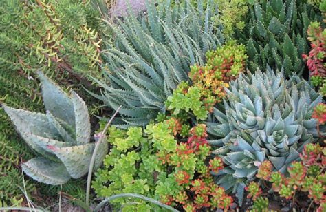 Succulents Beautiful Water Wise Alden Lane Nursery