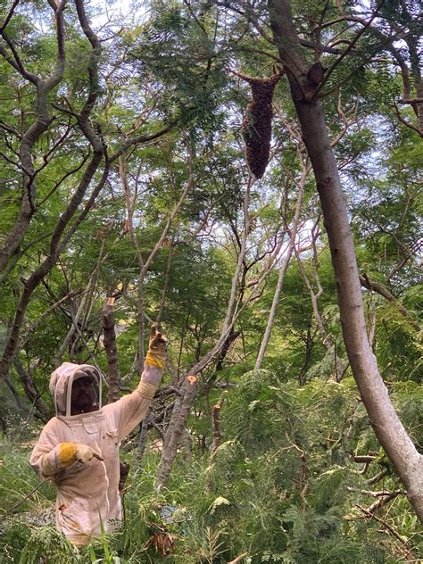 Island Bee Removals LLC — Bee removal, live bee relocation, bee rescue