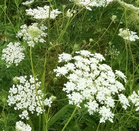 Ammi Majusqueen Annes Lace Seedscape