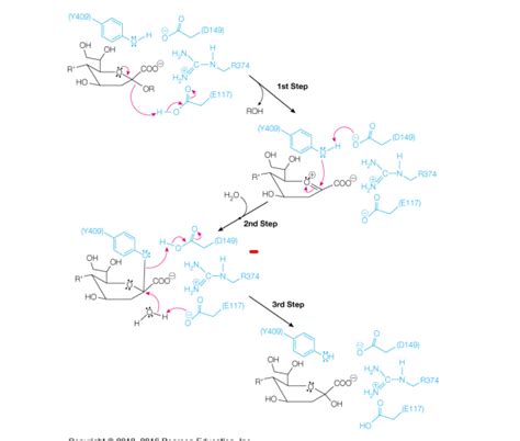 Solved The Mechanism For The Cleavage Of Sialic Acid Chegg