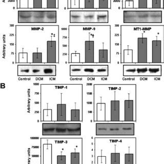 Quantification Of Mmp Protein Expression Levels And Representative