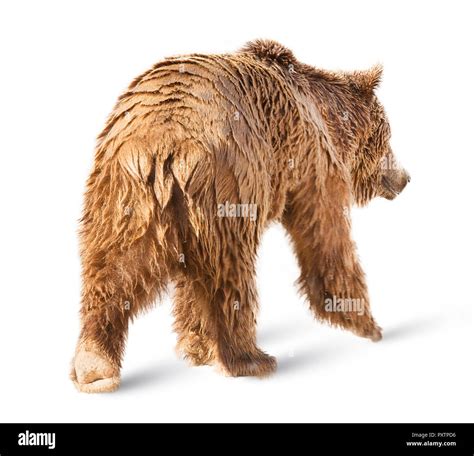 Brown Bear Tail Alaska Hi Res Stock Photography And Images Alamy