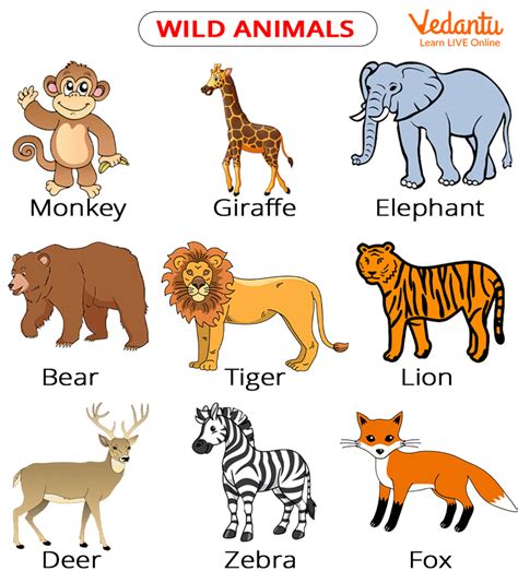 domestic animals chart  kids  pictures