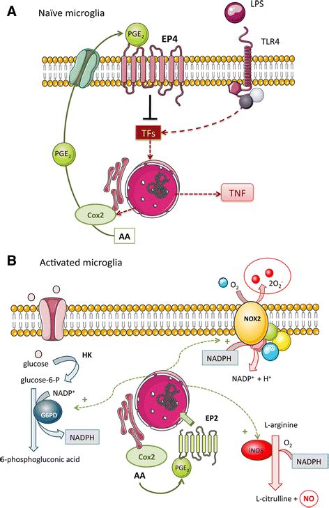 Schematic Representation Of The Suggested Dynamic Effects Of Pge On