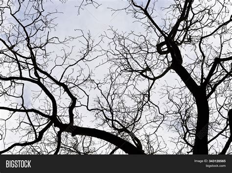 Naked Branches Tree Image Photo Free Trial Bigstock