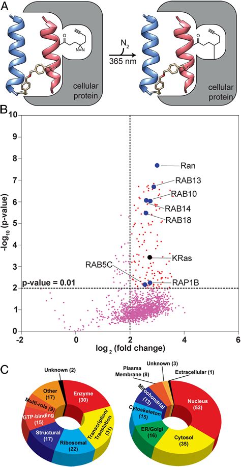 A Sos Proteomimetic As A Pan Ras Inhibitor PNAS