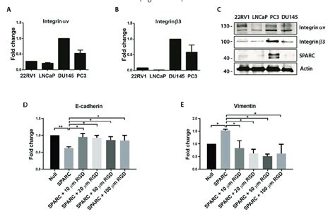 Expression Of Integrin V Subunits In Prostate Cancer Cell Lines And