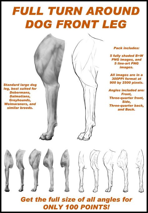 Turn Around: Dog front leg by CobraVenom | Dog anatomy, Dog leg, Dog eyes