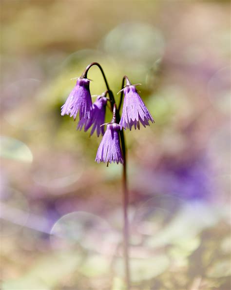 Fotos gratis naturaleza fotografía hoja púrpura pétalo botánica