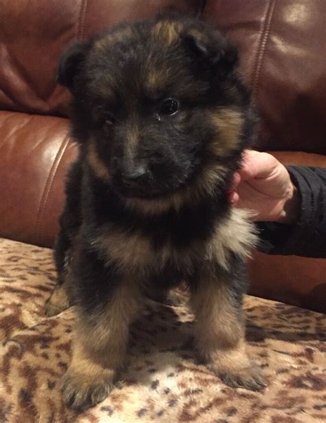 9 Weeks Old German Shepherd Puppies In Yate Bristol Gumtree