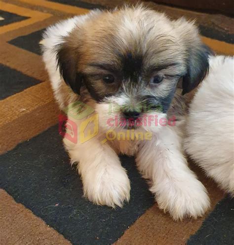 For Sale: Shih-poo Puppies - Kingston