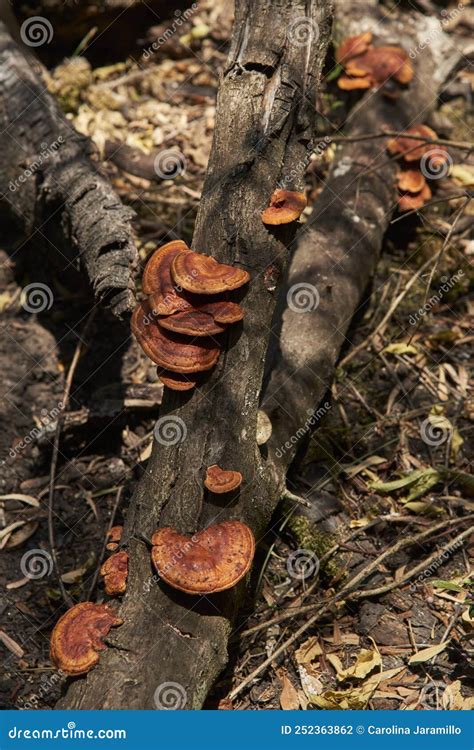 Pycnoporus Sanguineus Shelf Fungus On The Trunk Of A Fallen Tree