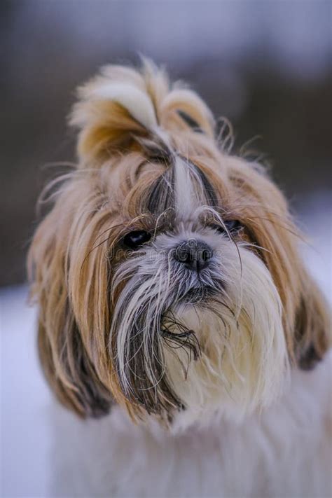 Muzzle of a shih tzu dog stock image. Image of white - 240577679