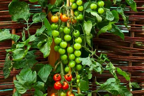 ‘tomtato Plant Combines Tomatoes And Potatoes Into One Epic Creation Shetlands Garden Tool Box