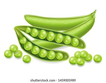 Green peas clip art Royalty Free Stock SVG Vector and Clip Art