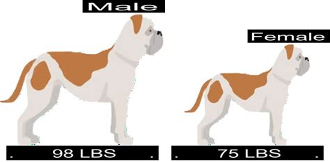 American Bulldog Growth Chart American Bulldog Weight Calculator