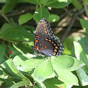 Red Spotted Purple Butterfly Photograph By Judy Whitton