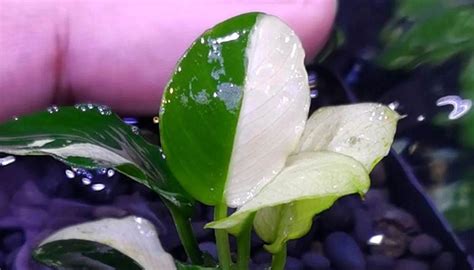 Anubias Care Guide Types Photos Fluvico