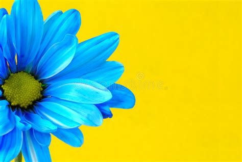 Blue Flower. On a Yellow Background , #ad, #Flower, #Blue, #Background, #Yellow #ad | Blue ...