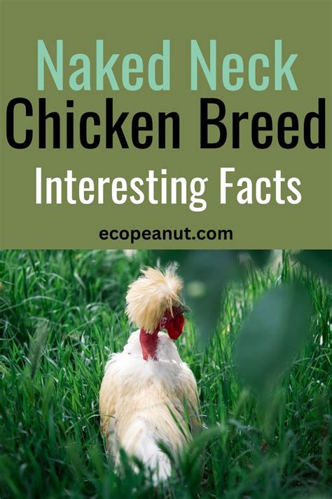 Turken Naked Neck Chicken Breed Guide Eco Peanut En