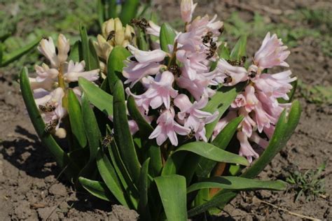 What Color Are Hyacinth Flowers? A Simple Guide to Their Vibrant ...