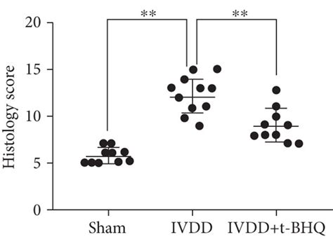 T Bhq Ameliorates Intervertebral Disc Degeneration In Vivo After 8