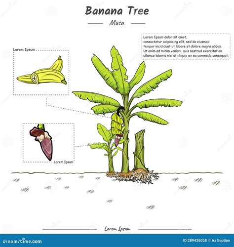 Parts Of A Banana Tree Template Stock Vector Illustration Of