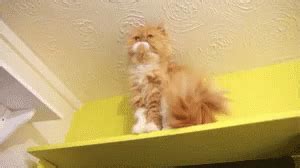 Persian Cat GIF - Persian Cat - Discover & Share GIFs