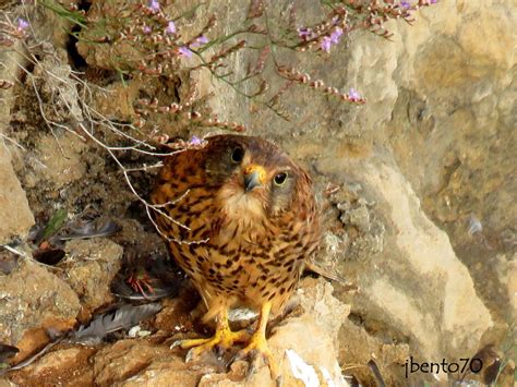 Birding Cascais Poca De Reprodu O Do Peneireiro Common Kestrel