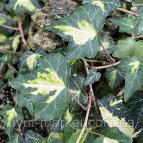 Купити Плющ вічнозелений садовий Goldheart живоплот, сажанці, ціна 97 ...