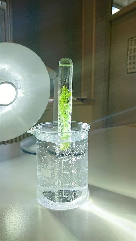 Purpose Of Elodea Plant Photosynthesis Lab