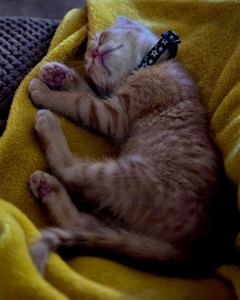 Pleasants County Humane Society | Saint Marys WV