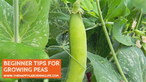 Beginner Tips for Growing Peas – The Happy Gardening Life