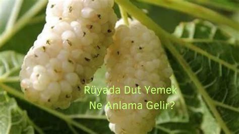 Rüyada Dut Yemek Ne Anlama Gelir YouTube