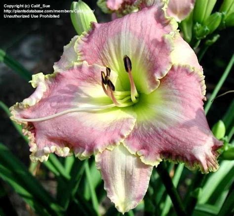 Plantfiles Pictures Daylily Magic Lake Hemerocallis By Califsue